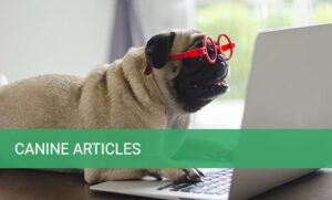 canine-articles