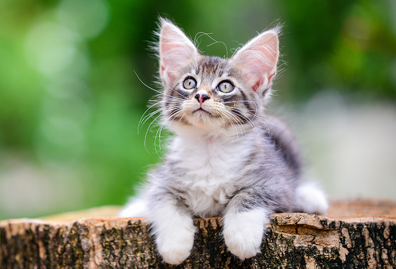 kitten-veterinary-care