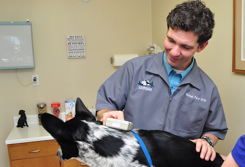 Pet Microchipping Pet Identification Timberline Animal Hospital 89706