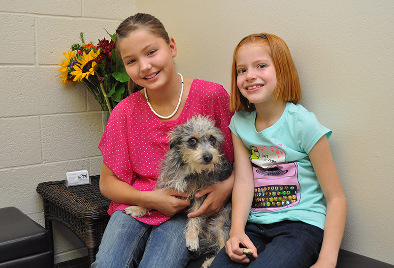 About Timberline Animal Hospital in Carson City NV