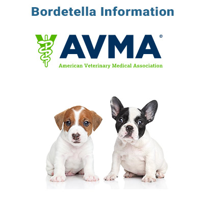 bordetella-info-avma