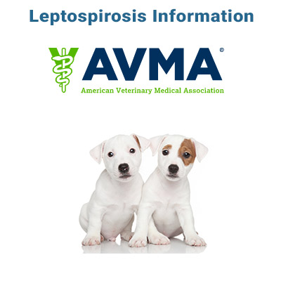 canine-leptospirosis-avma