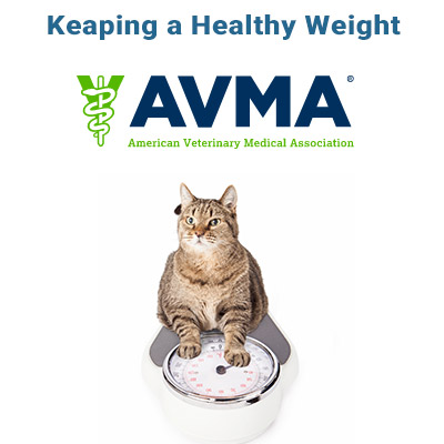 healthy-weight-feline