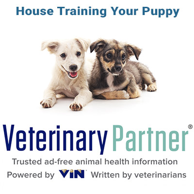 housetraining-vin