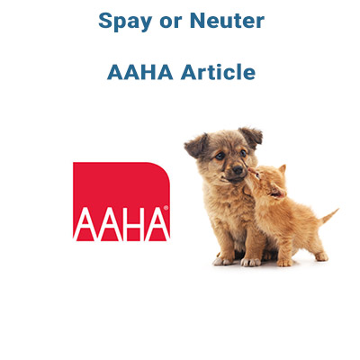 spay-neuter-article