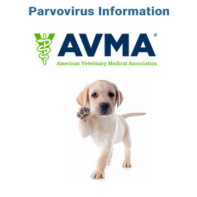 Parvo Virus information