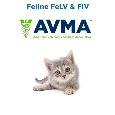 Feline FeLV Information