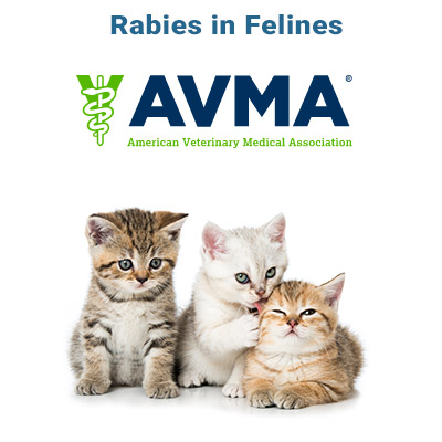 Feline Rabies Information