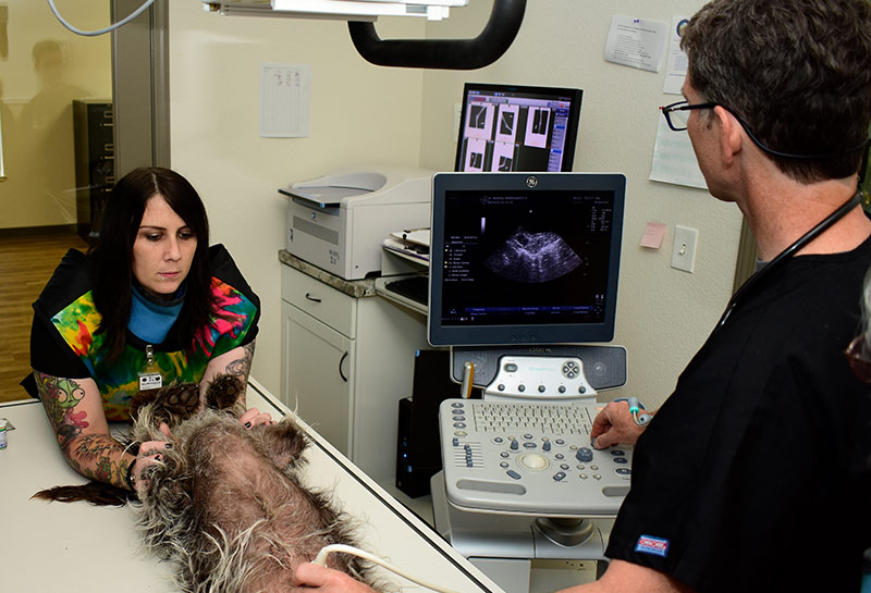 Veterinary Ultrasound services