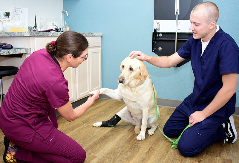 Senior Canine Wellness Care at Timberline Animal Hospital