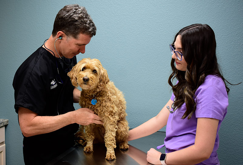 Canine Wellness Care at Timberline Animal Hospital