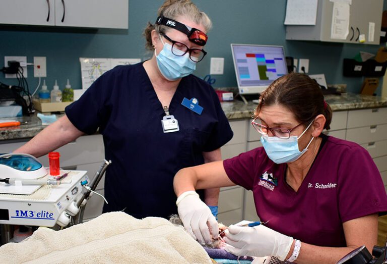 Pet Dental Care Timberline Animal Hospital Carson City, NV Vet