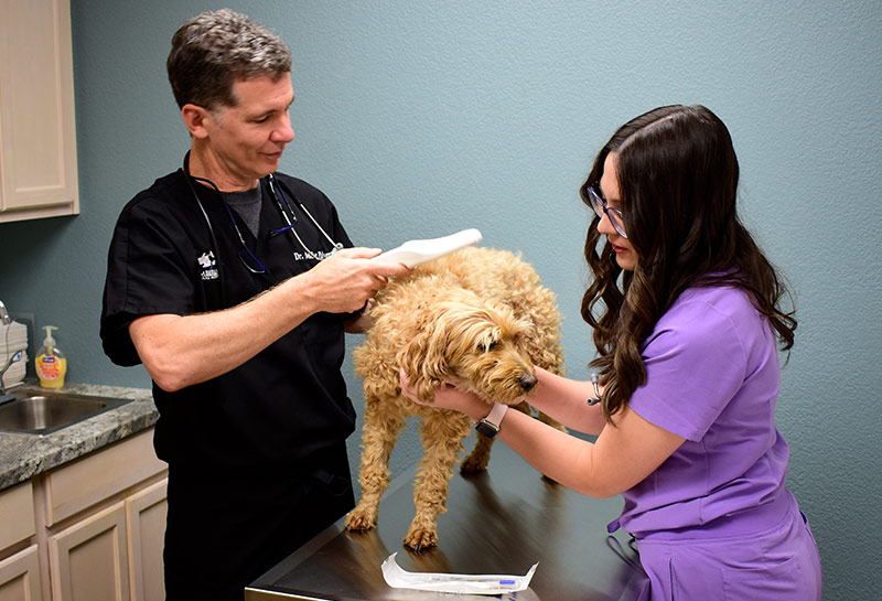 Pet Microchipping at Timberline Animal Hospital