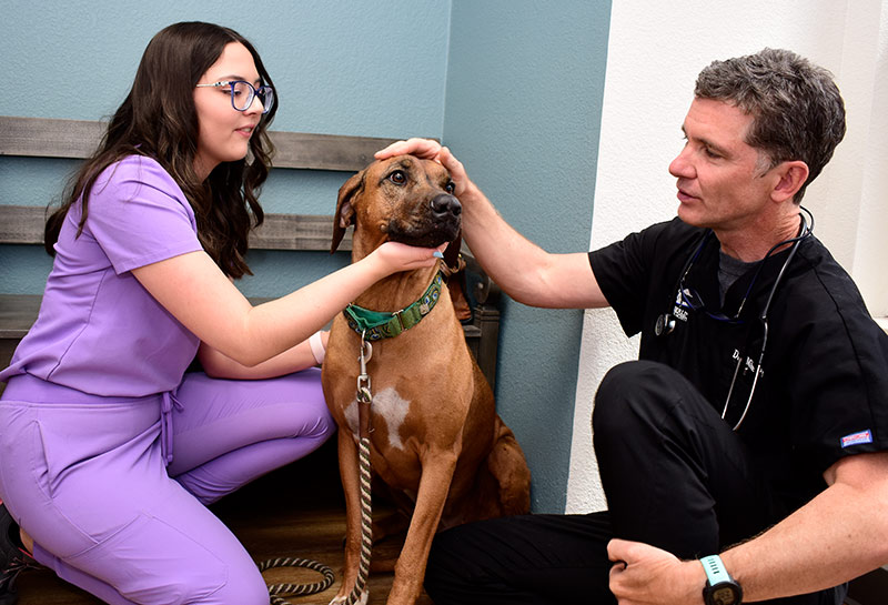 Advanced Veterinary Services at Timberline Animal Hospital in Carson City, NV