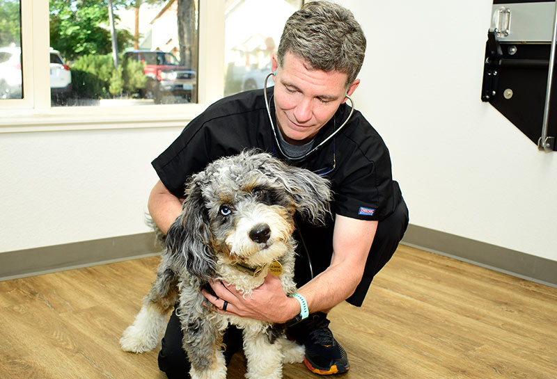 Puppy Wellness Care at Timberline Animal Hospital