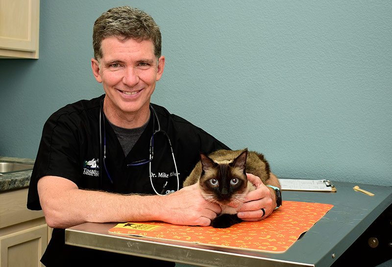 Senior Feline Wellness Care at Timberline Animal Hospital